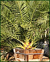 Canary Islan Date Palm Phoenix Canariensis